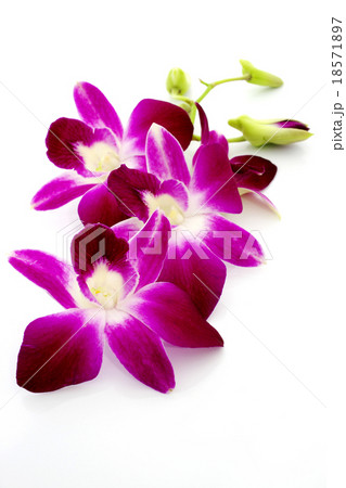 Thai Orchid flowers 18571897