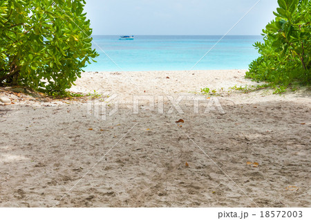 Beach entrance with natural plant tree 18572003