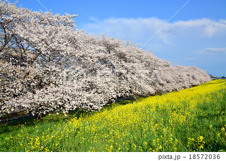 熊谷桜堤 18572036