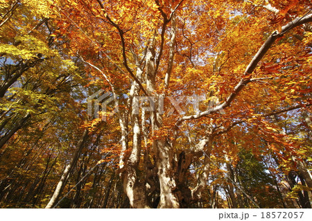 秋のアガリコ大王1 秋のアガリコ大王1 18572057