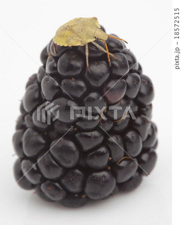 A green shield bug eating blackberries A green shield bug eating blackberries 18572515