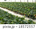 イチゴ狩り 18572557