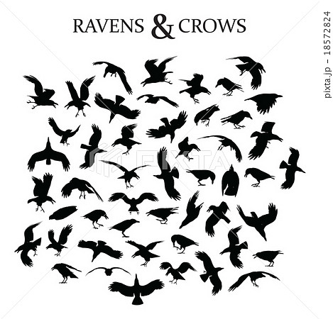 Ravens and Crows Ravens and Crows 18572824