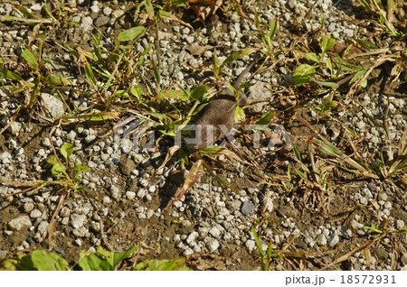 ジネズミ5757 18572931