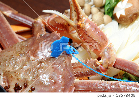 ブランドカニのタグ 18573409