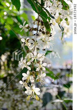 グレープバニラ 18573492