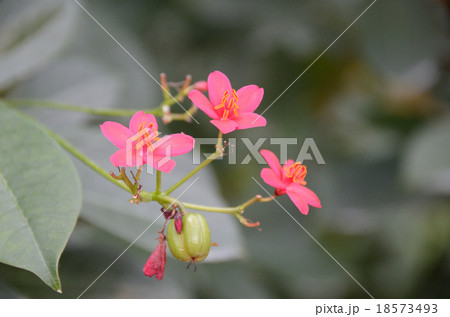ヤトロファ・ハスタータ(提琴桜) ヤトロファ・ハスタータ(提琴桜) 18573493