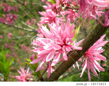 ベニバナトキワマンサクの花 ベニバナトキワマンサクの花 18573823