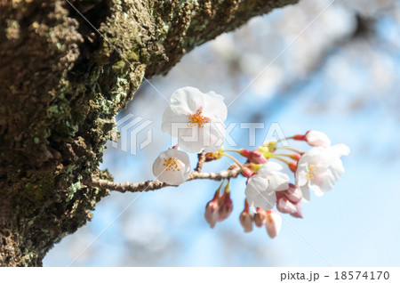 Sakura blossom in a springtime 18574170