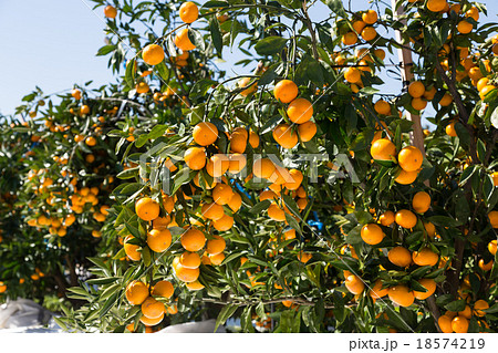 みかん園 みかん園 18574219