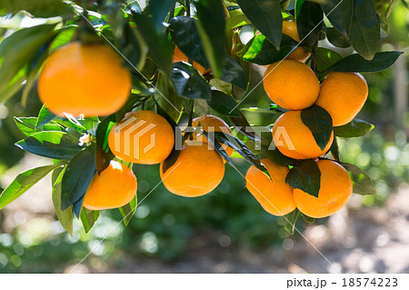 みかん園 18574223