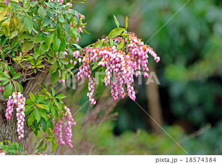 紅花馬酔木のピンクの花 18574384