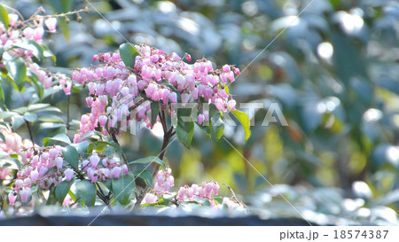 紅花馬酔木のピンクの花 18574387