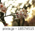 梅（plum） 18574515