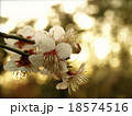梅（plum） 18574516