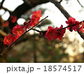 梅（plum） 18574517