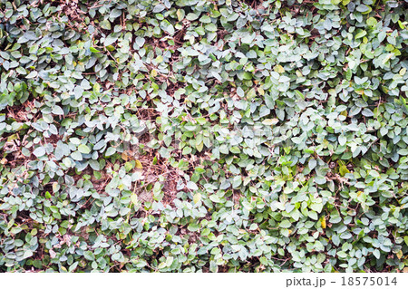 Green leaves climbing on the wall Green leaves climbing on the wall 18575014