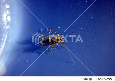 ゲジゲジ 18575299