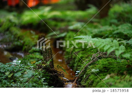 京都　伏見稲荷　小川と苔 18575958
