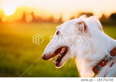 White Russian Dog, Borzoi, Hunting dog in Summer 18576208
