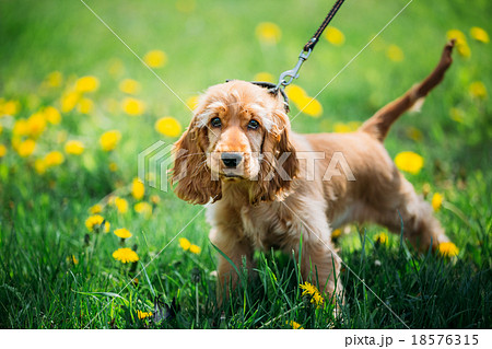 Funny Red English Cocker Spaniel Dog In Green Funny Red English Cocker Spaniel Dog In Green 18576315