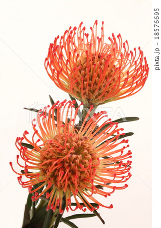 ピンクッション 18576695