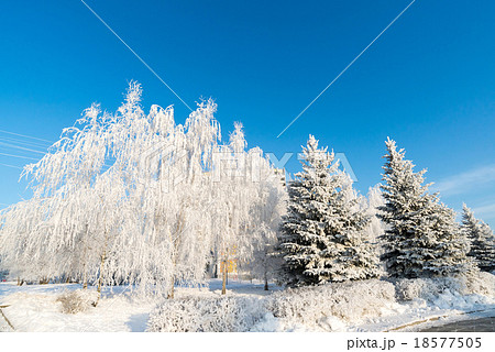 beautiful winter forest on sunny day beautiful winter forest on sunny day 18577505