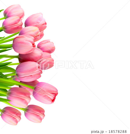 Border of Gentle Pink Tulips,  fresh flowers 18578288