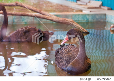 Swimming black swan 18579502