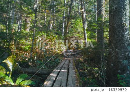 上高地　岳沢登山道 18579970