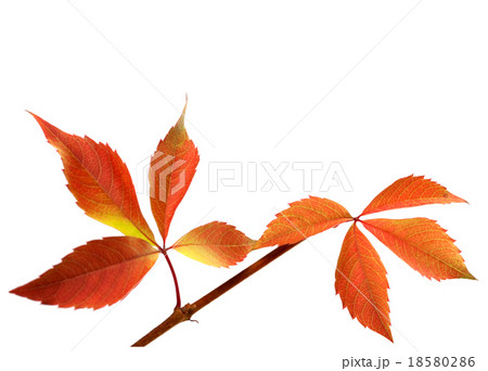 Orange autumnal twig of grapes leaves Orange autumnal twig of grapes leaves 18580286