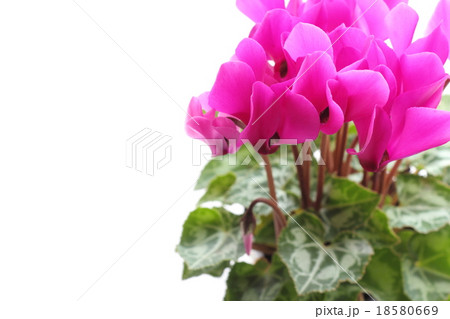 ピンクのガーデンシクラメン 18580669