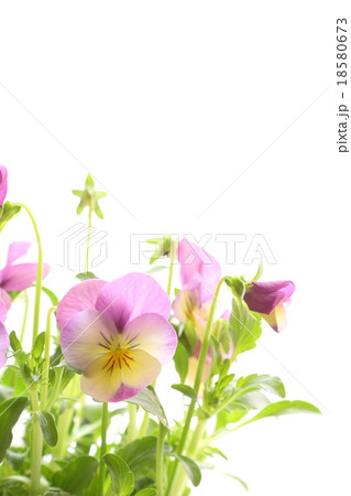 ビオラ ピンクレモンリップ の写真素材