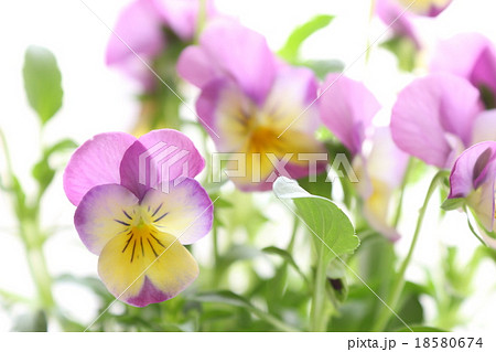 ビオラ ピンクレモンリップ の写真素材