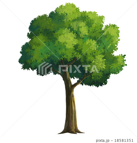 Tree 18581351