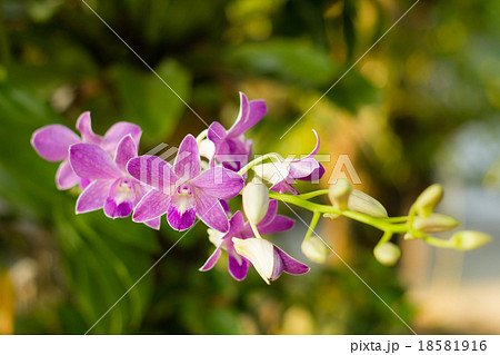 orchid flowers on bright summer day orchid flowers on bright summer day 18581916