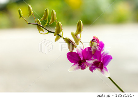 orchid flowers on bright summer day 18581917