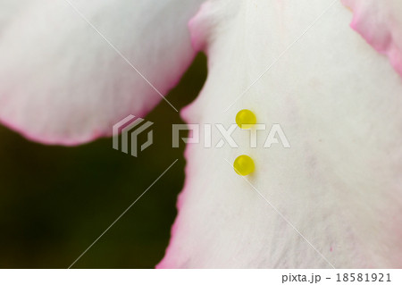 insect butterfly eggs 18581921