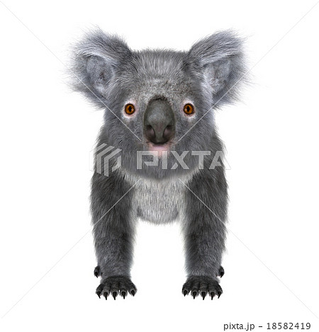 コアラ 18582419