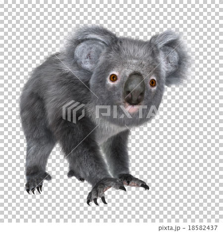 コアラ 18582437