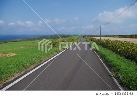 焼尻島　オンコ海道 18583142