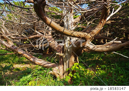 オンコの荘 オンコの荘 18583147