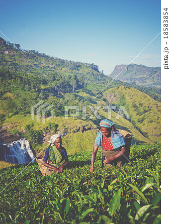 Sri Lankan Women Picking Tea Leaves Concept 18583854