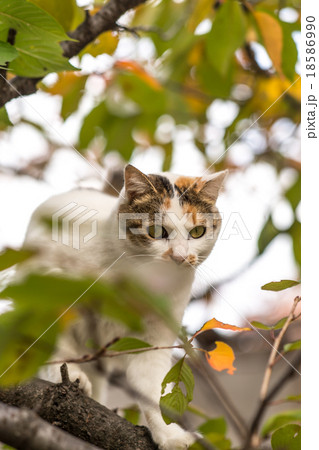 梔子色の中ののらねこ 18586990