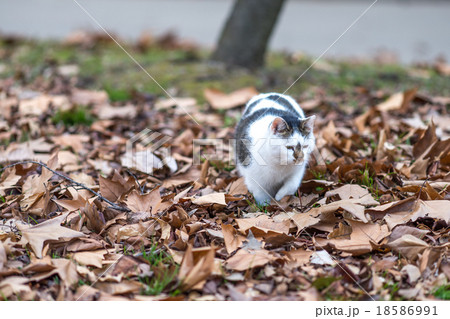 のらねこのいる風景 18586991