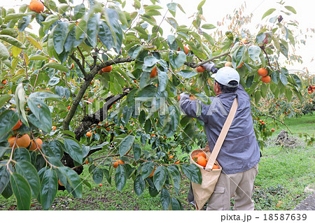 柿の収穫 男性 ニーアップ 後向き バッグに柿多数 柿の収穫 男性 ニーアップ 後向き バッグに柿多数 18587639