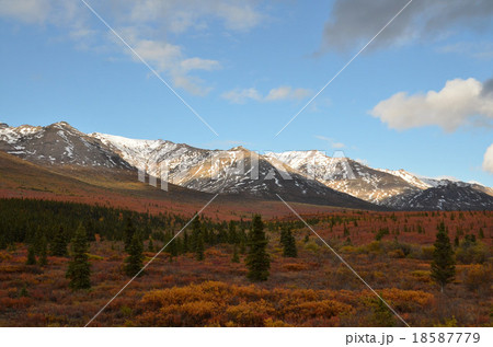 白く輝く雪山と赤く色づいたツンドラの色の対比が見事なデナリ国立公園の写真素材
