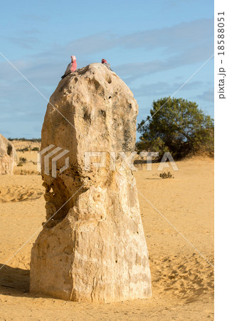 Australia cacatua galahs close up portrait 18588051