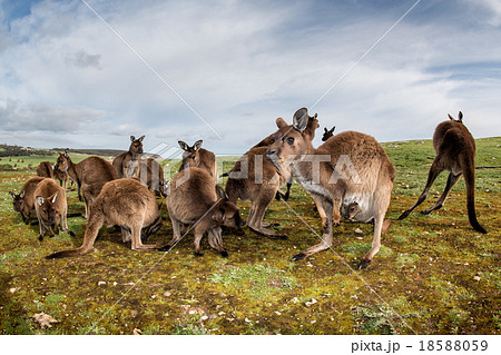 Kangaroos mother father and son portrait Kangaroos mother father and son portrait 18588059