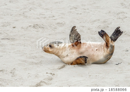 newborn australian sea lion on sandy beach background 18588066
